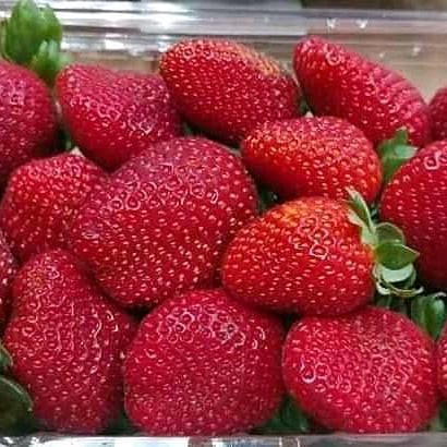

Strawberry Segar Manis Asli Ciwidey