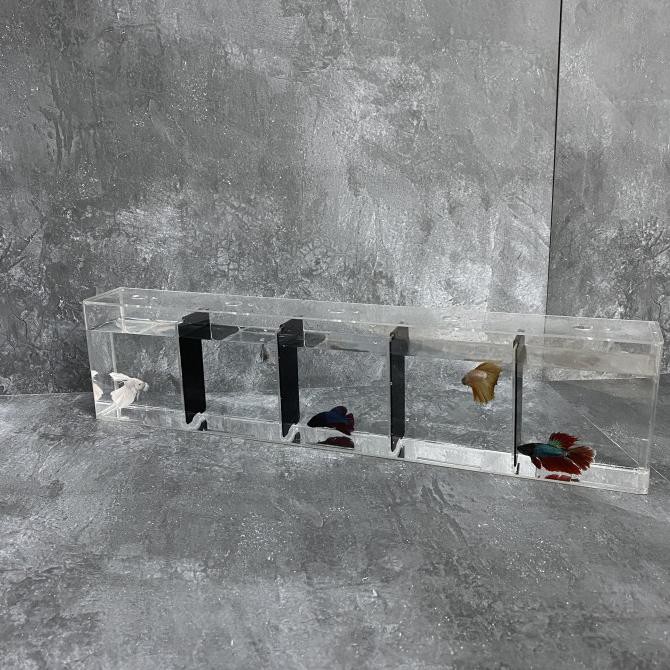 Akuarium / Soliter / Aquarium Ikan Cupang Akrilik 5 Kamar 50x6x12cm - 45x6x12cm Kode 506