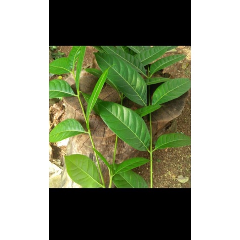 

PROMO Daun Mahoni Segar 10 Lembar TERMURAH