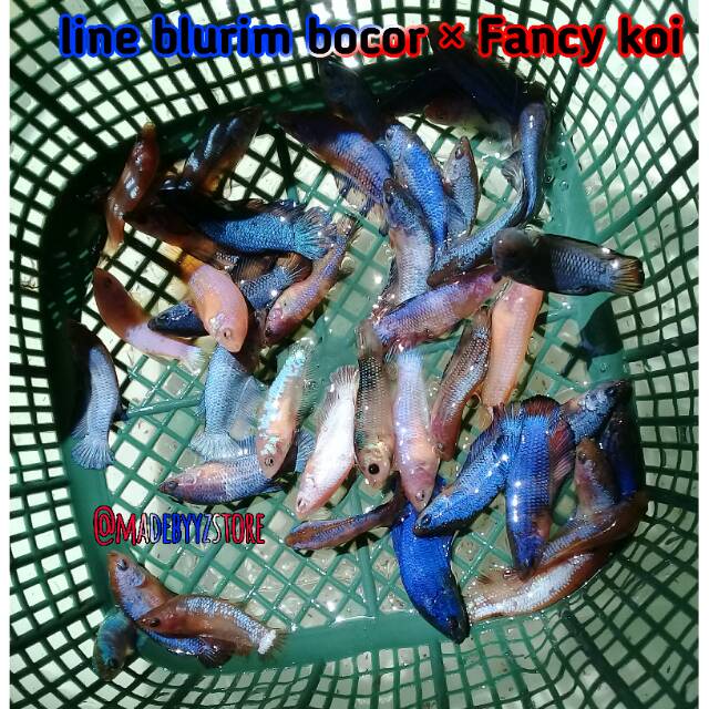  Hiasan  aquarium  line blue rim  fancy koi  Shopee Indonesia