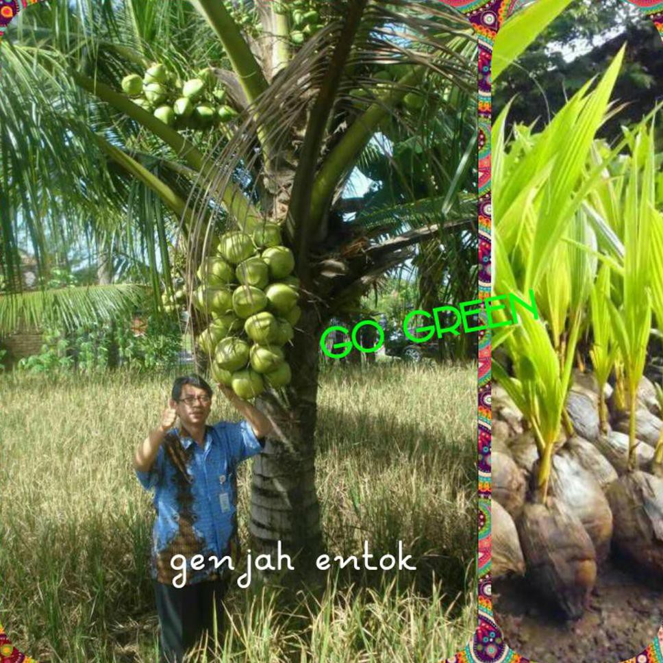 Jual Bibit Tanaman Bibit Buah Kelapa Genjah Entok Super Unggul Any R