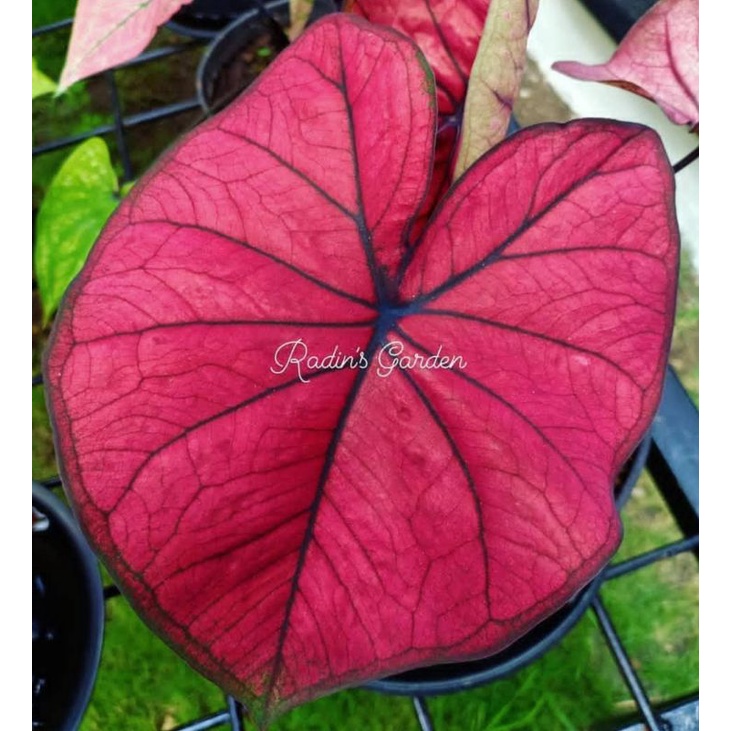 Keladi king Dragon atau Red Dragon