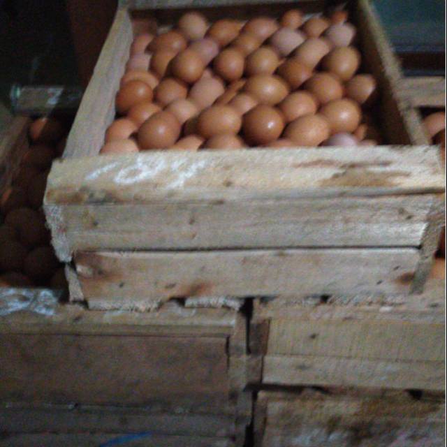 

Telor AYAM Negeri