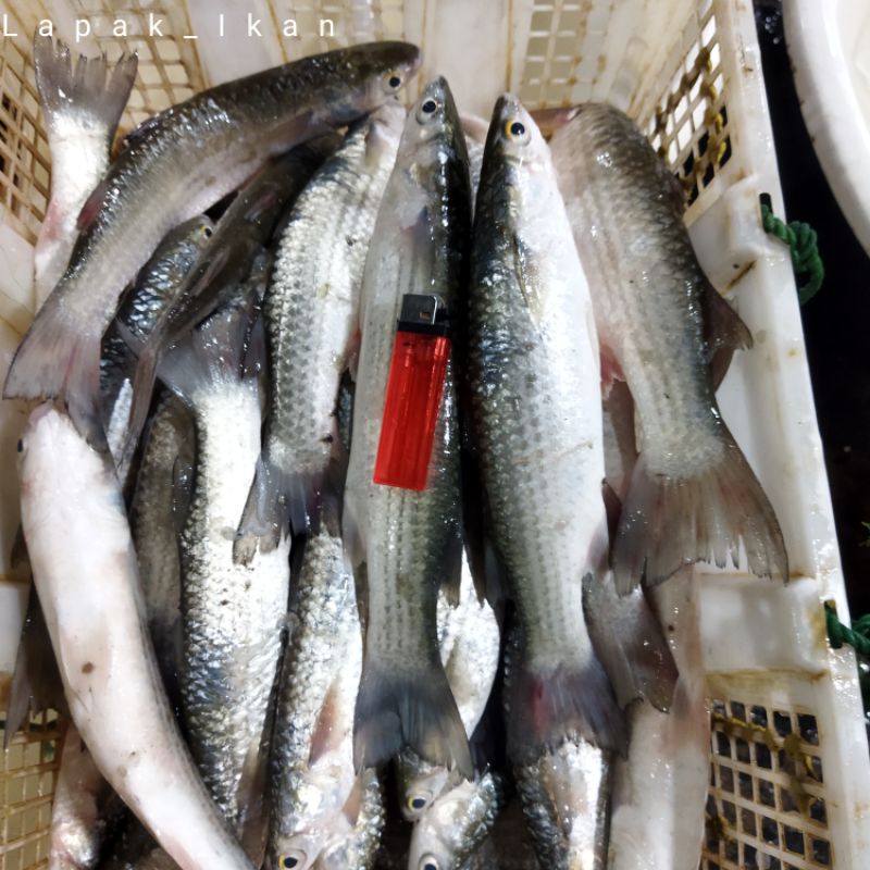 

Ikan Belanak Segar 1Kg Hasil Laut Segar