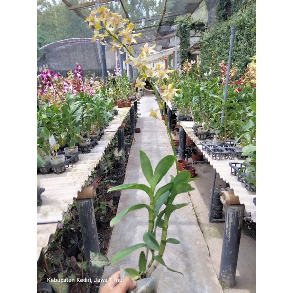 anggrek dendro Gavin berbunga