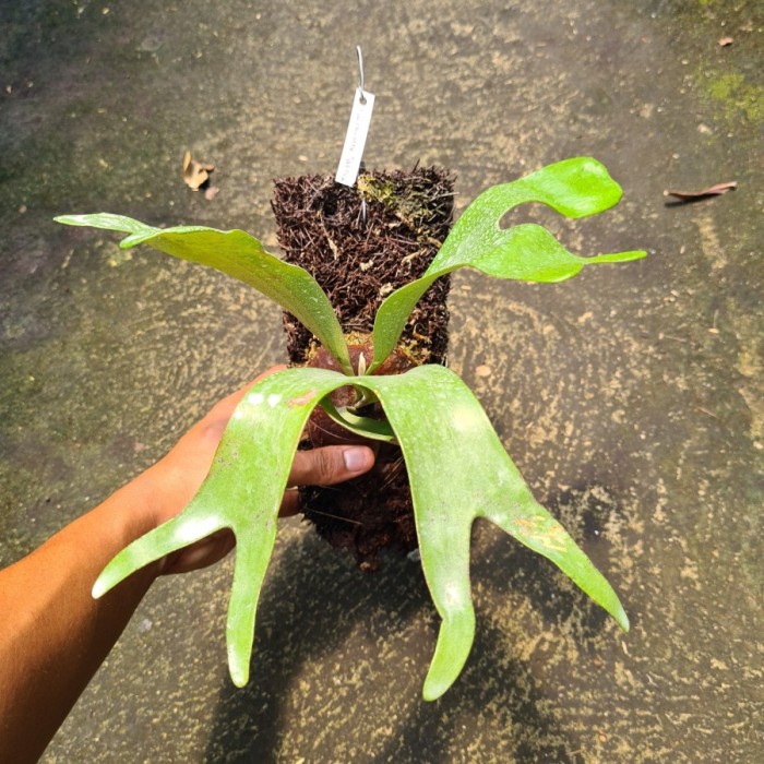 Platycerium alcicorne "Africa"