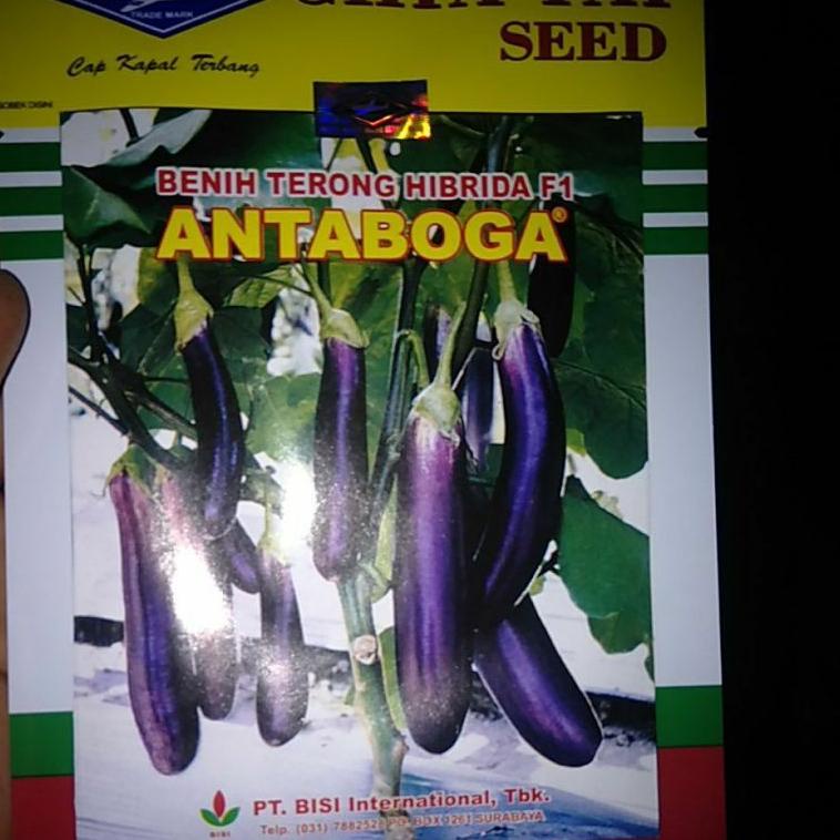 TERBARU  Benih Terong Hibrida f1 ANTABOGA ➽➽➽