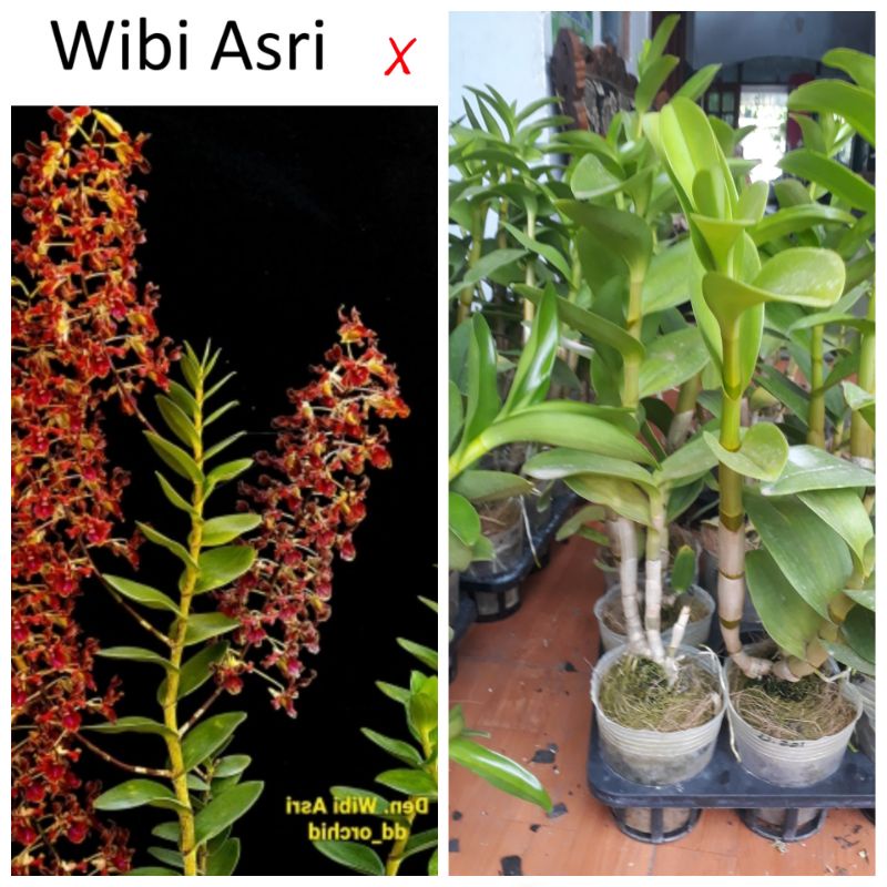 anggrek silangan dd wibi asri
