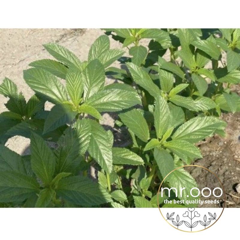 Benih  Spinach/Bayam - Molokhia Egyptian /Bayam Mesir - 50 Benih - Import