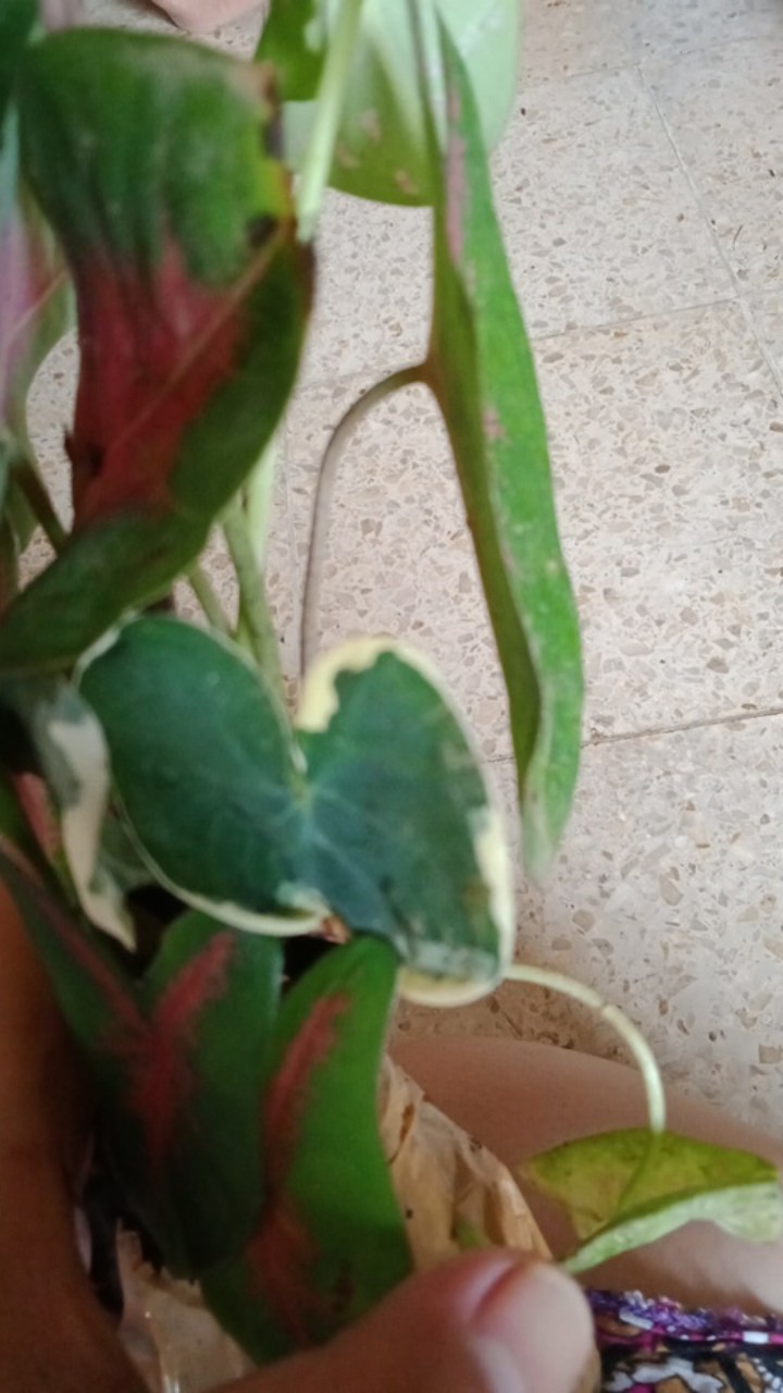 Keladi Kantong Semar Tanaman Hias