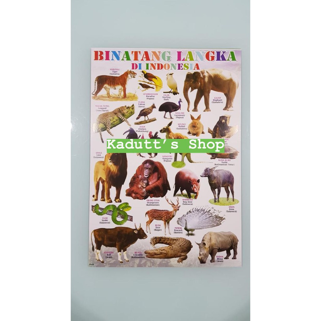 Poster Edukasi Hewan Binatang Langka Dilindungi Animal Mainan Murah CUCI GUDANG