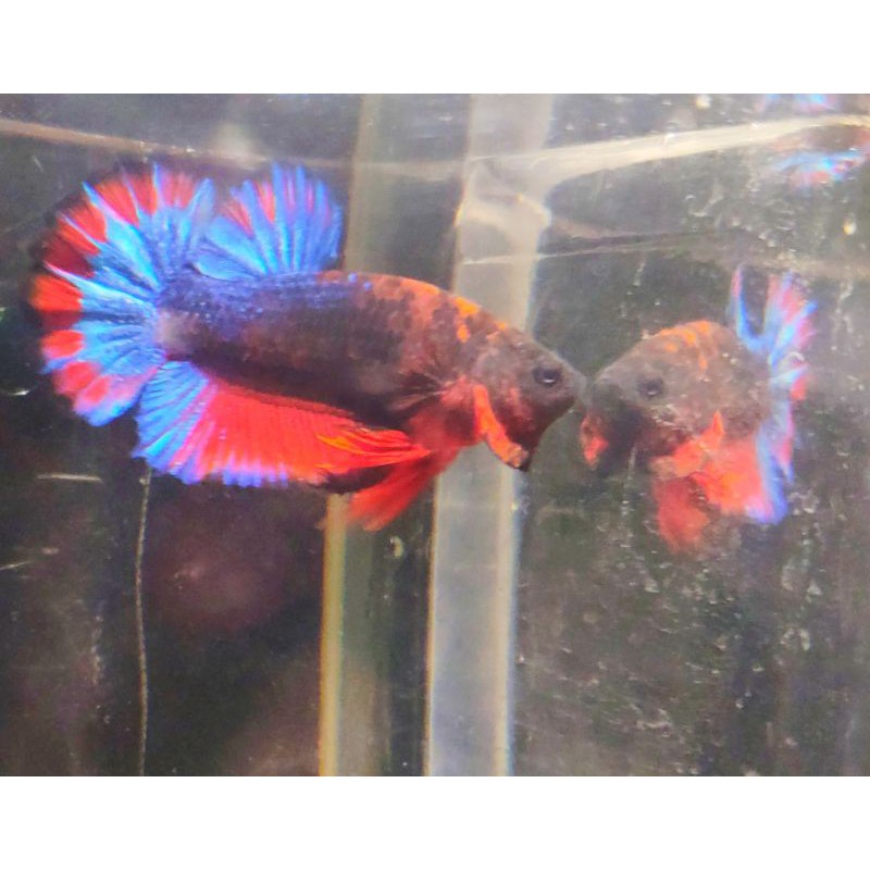 Ikan cupang nemo dan HM