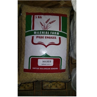 Benih Bibit Padi MR 323 Berkualitas