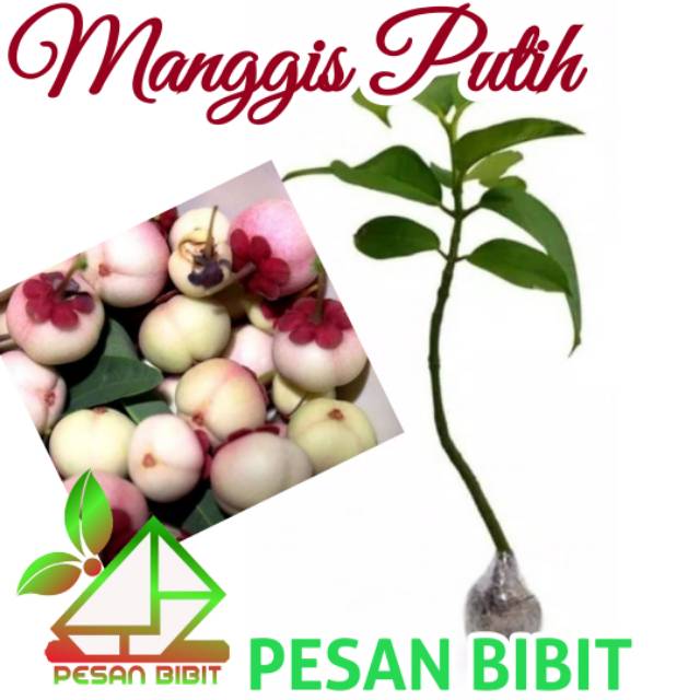 BIBIT MANGGIS PUTIH SUPER