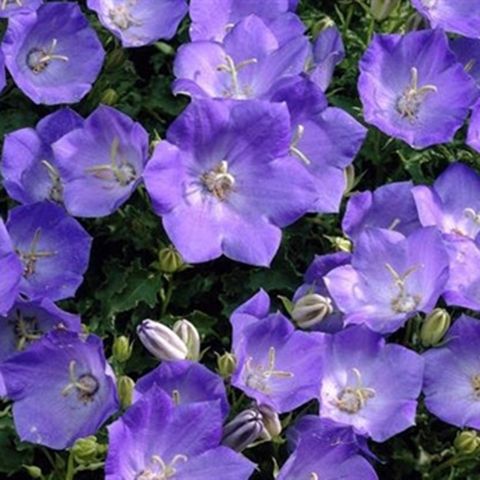 Benih Bibit Biji - Bunga Tussock Bellflower Seeds - IMPORT