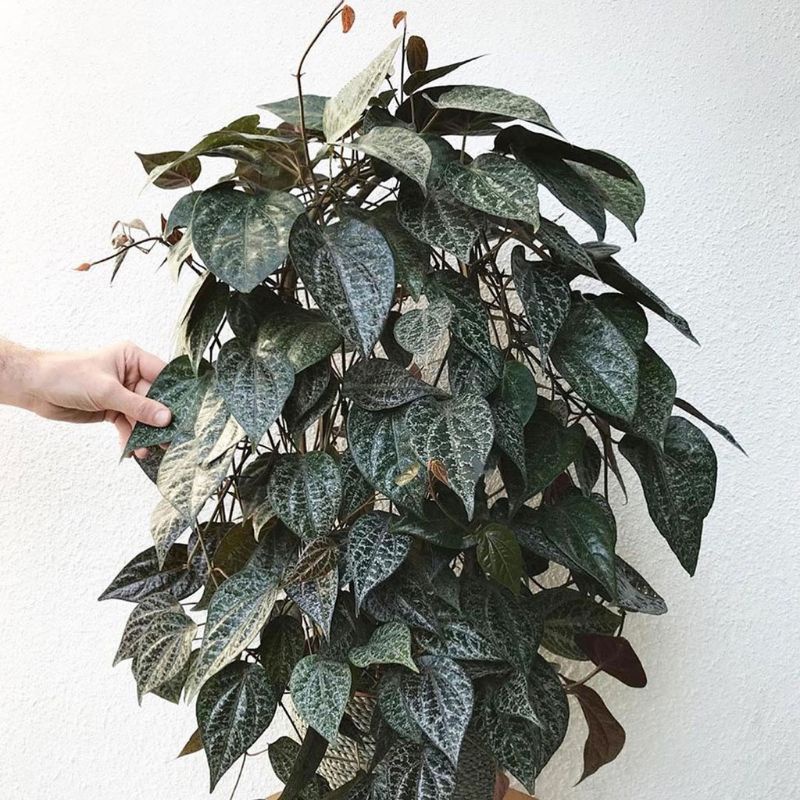 sirih merah/sirih merah