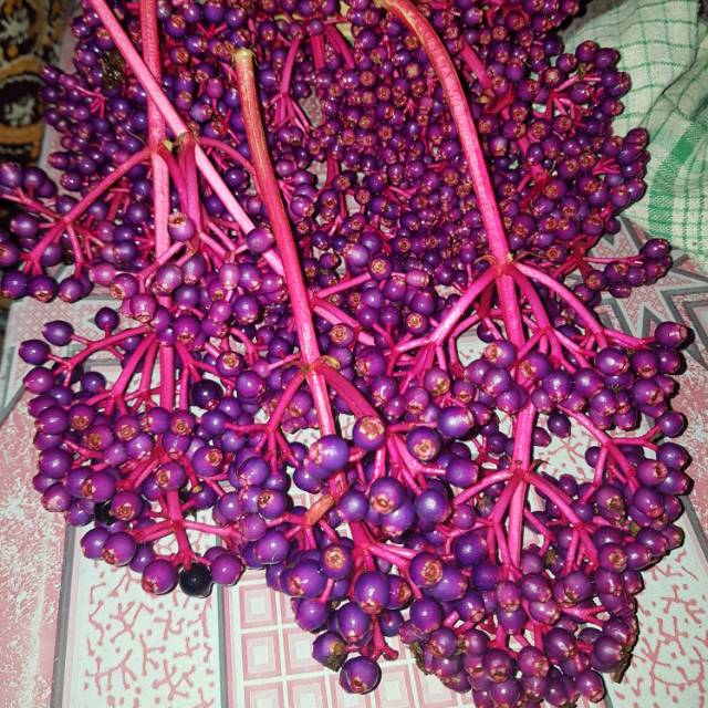 Parijoto Promil Original Besar Pertangkai FREE TESTPACK asli Parijoto Muria
