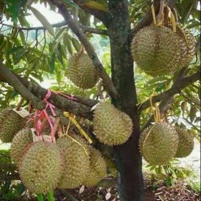 Bibit durian montong kaki 3 okulasi