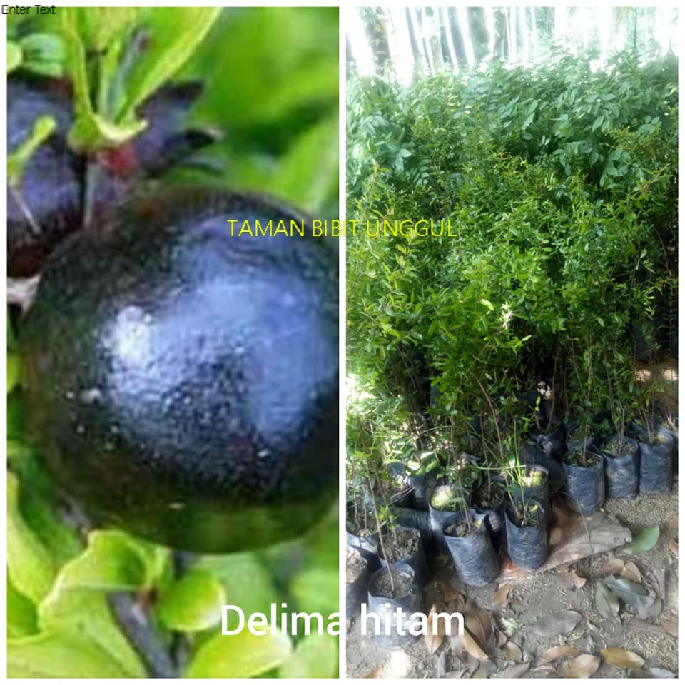 BIBIT DELIMA HITAM