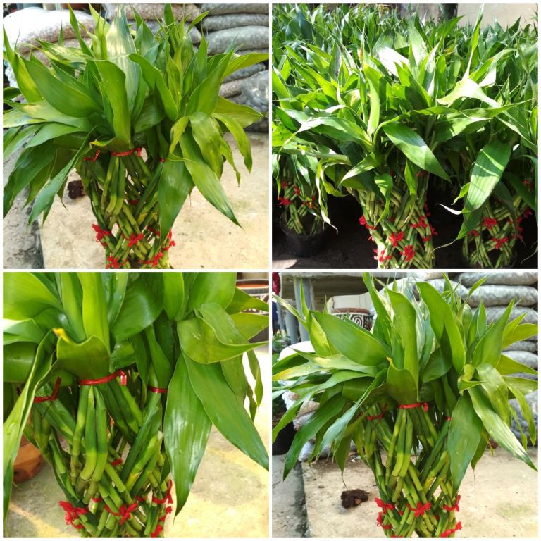 Bunga Hias Bambu Sumber Rejeki