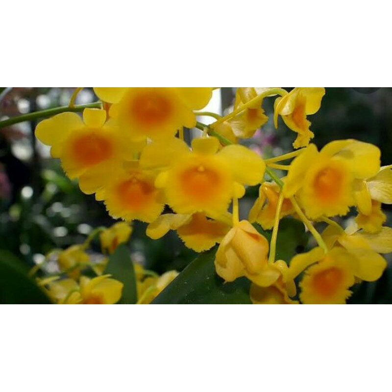 Dendrobium Agregatum