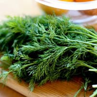 Benih Bibit Biji - Daun Dill / Adas Sowa (Anethum graveolens) Herb Seeds - IMPORT