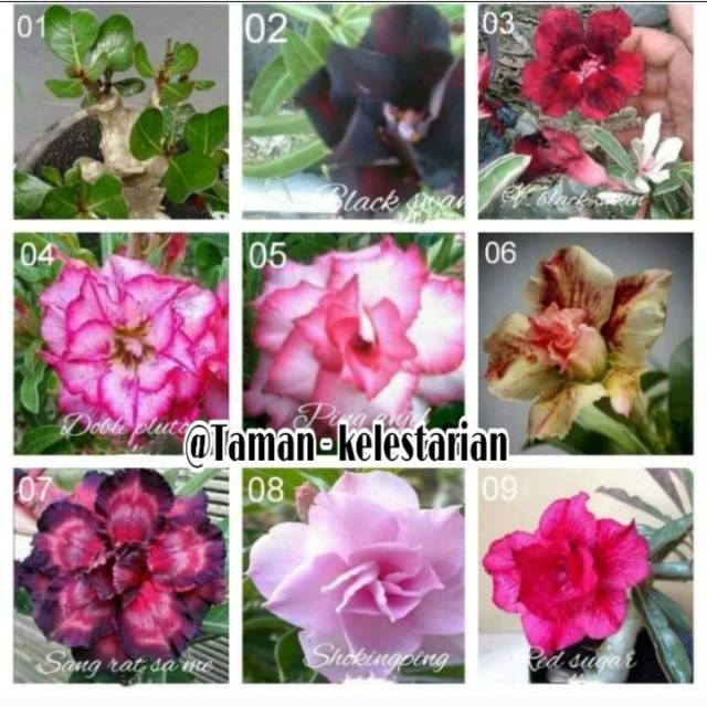 Tanaman hias 9 Paket - Adenium Kamboja - macam" Bunga - Bibit tanaman