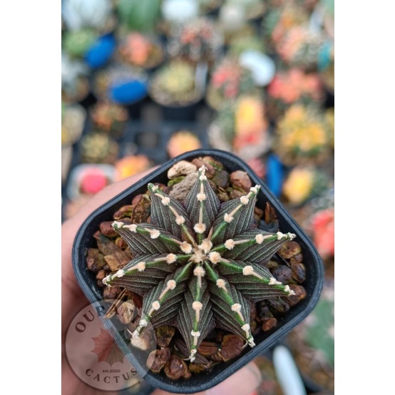 gymnocalycium LB2178 Ori