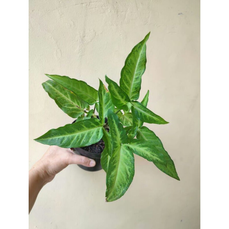 Syngonium Angustatum