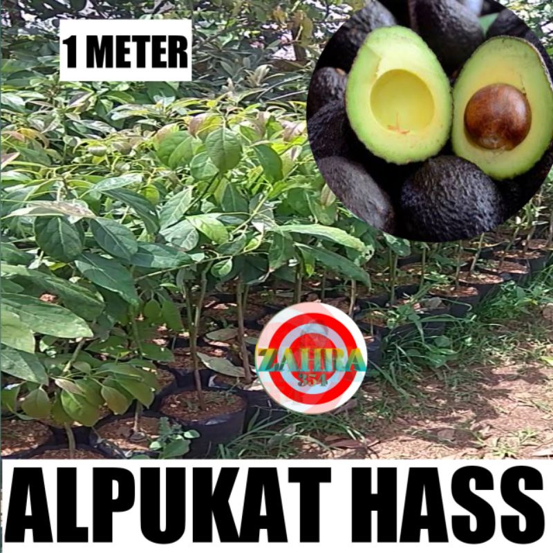 BIBIT ALPUKAT HASS OKULASI 1 METER // ALPUKAT HAS
