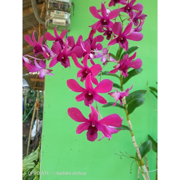 Sending Anggrek Dendrobium Larat Siap Berbunga Sudah Berbunga /Bunga Unggu