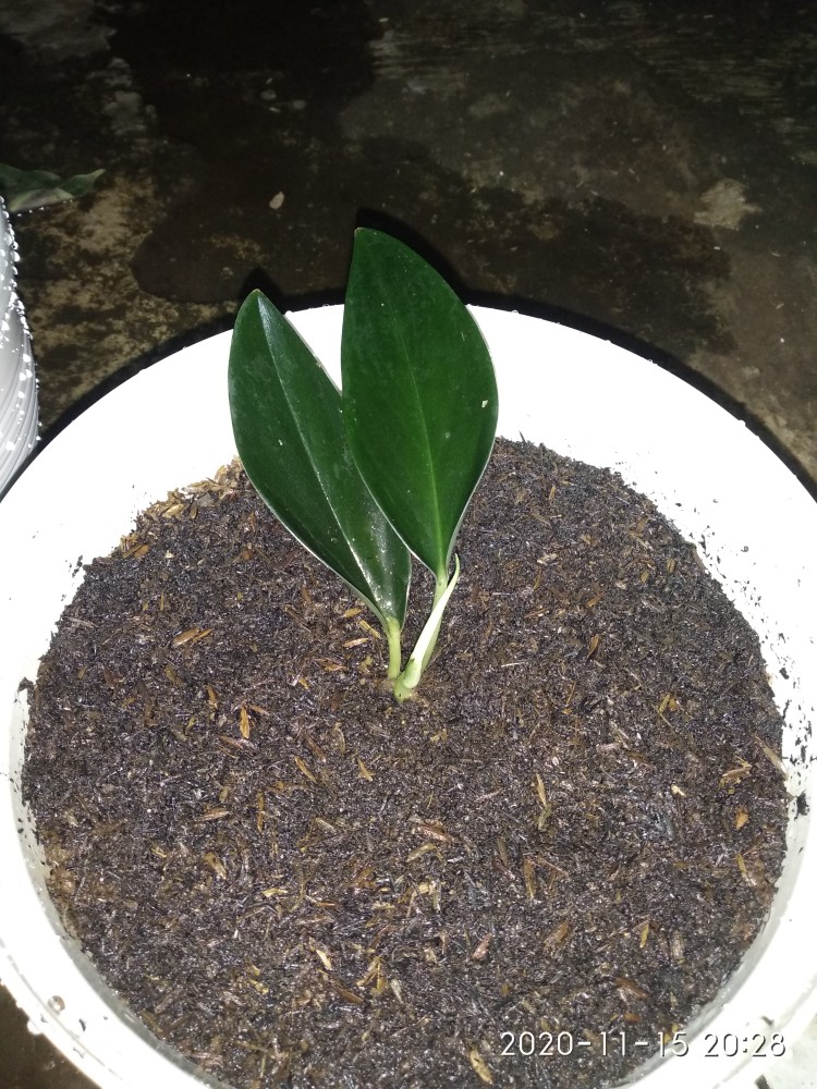 Scindapsus Trubii Drak