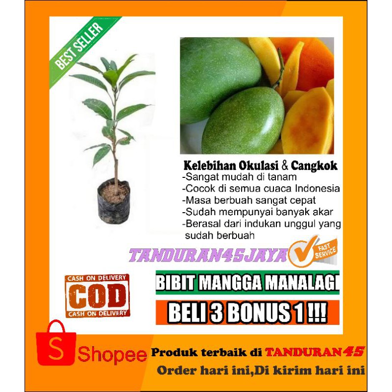 bibit mangga manalagi/bibit mangga/mangga manalagi