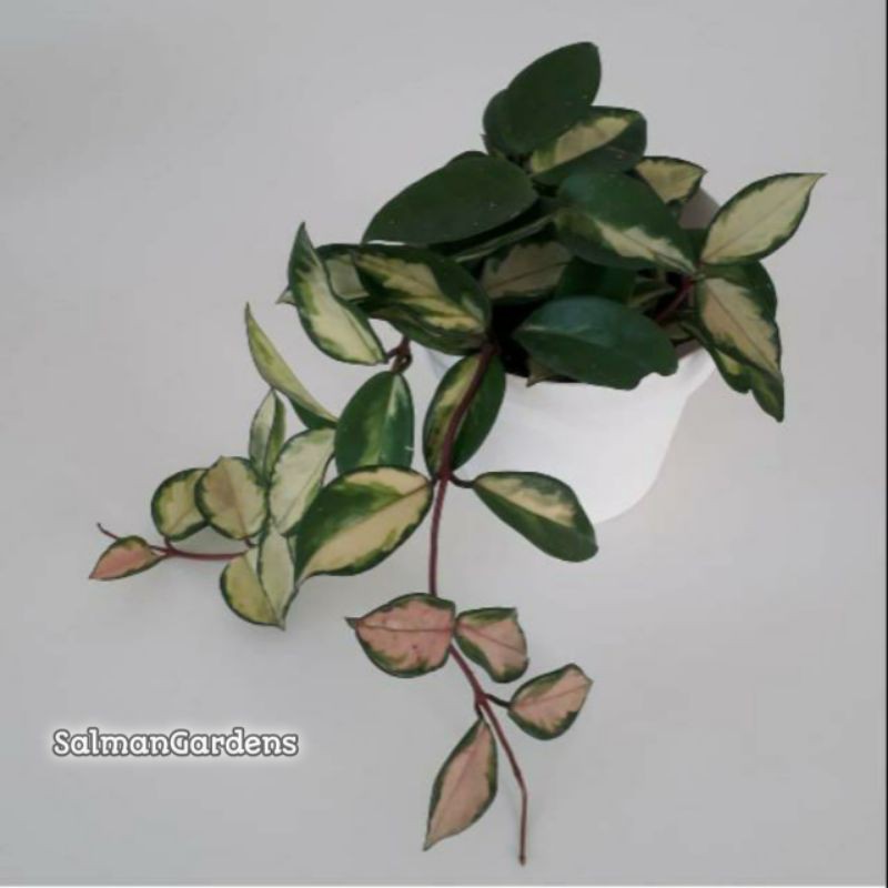 Tanaman Pot Gantung Hoya/tanaman hias hoya cornosa/tanaman hias gantung hoya