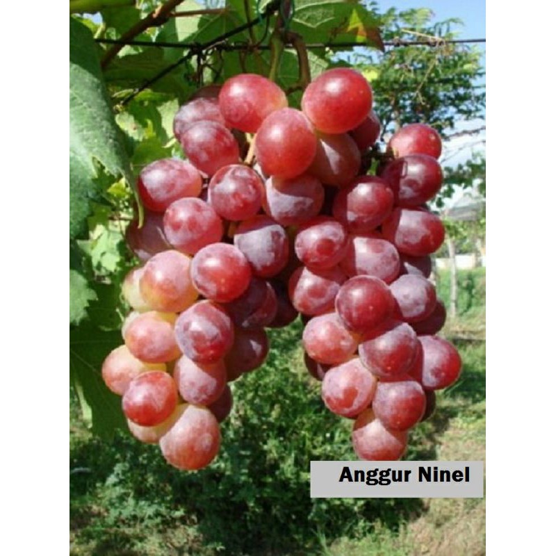 Bibit Anggur Import Ninel Garansi Valid 100%-1