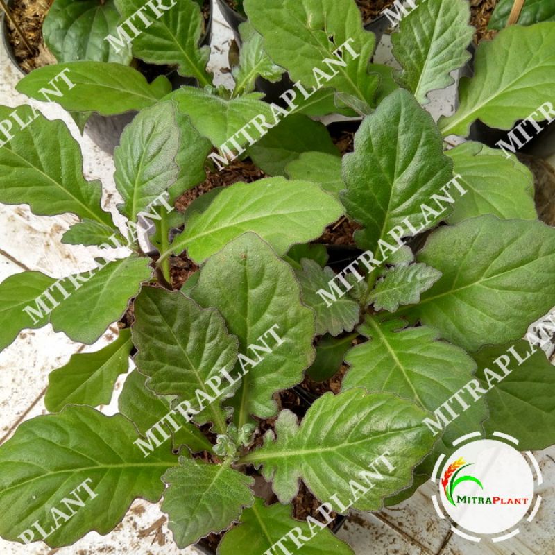Bibit Pohon Daun Dewa - Tanaman Daun Dewa - Tanaman Herbal