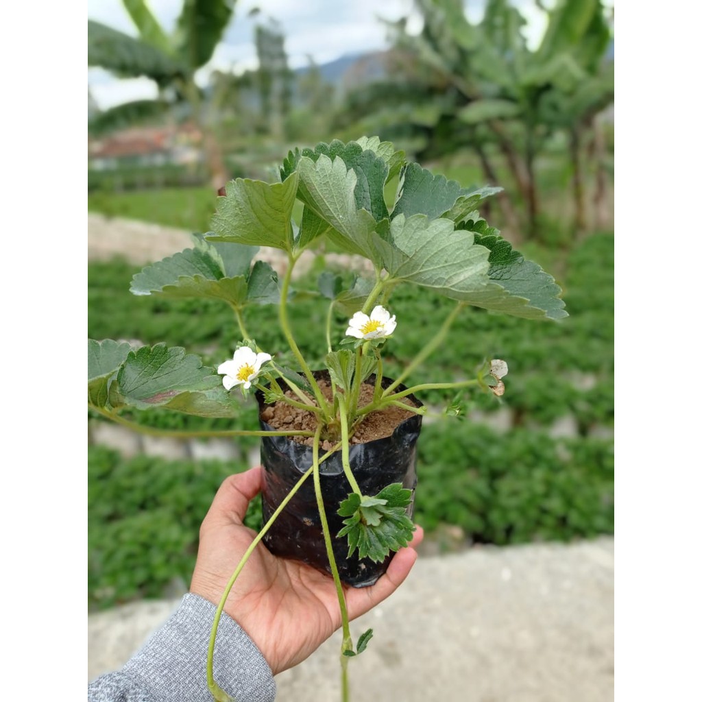 Bibit Strawberry California Super Sudah Berbunga Polybag