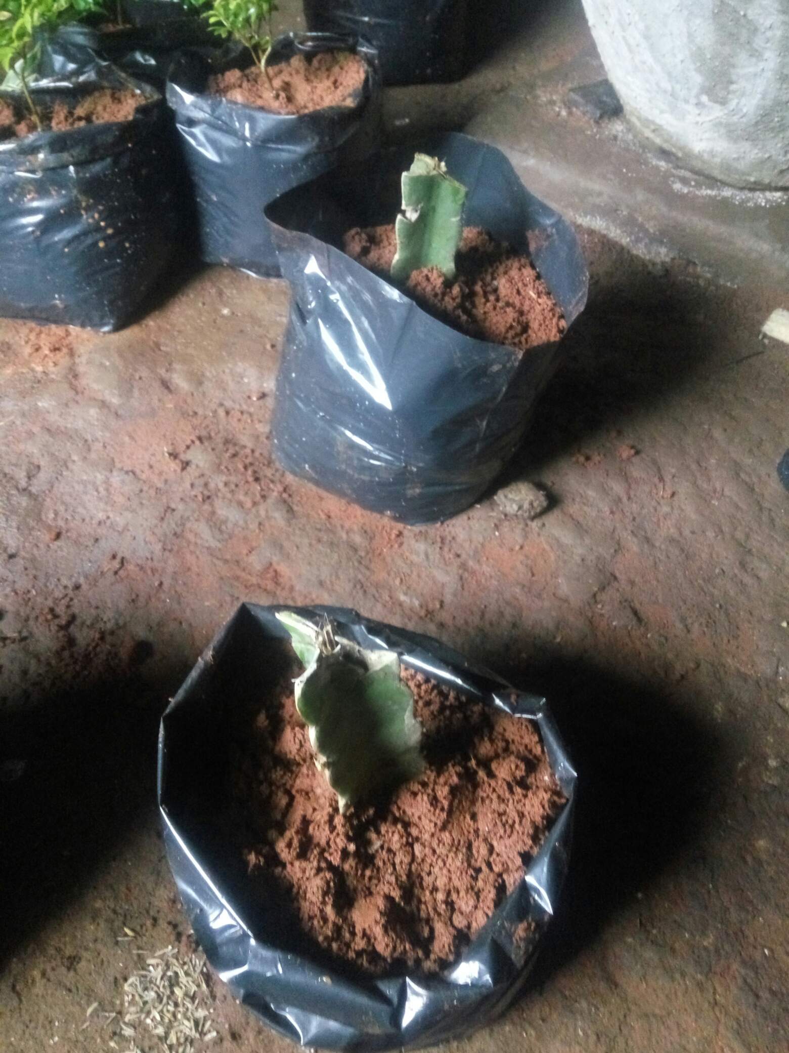 K0i Tanaman Bibit Buah Naga Orange