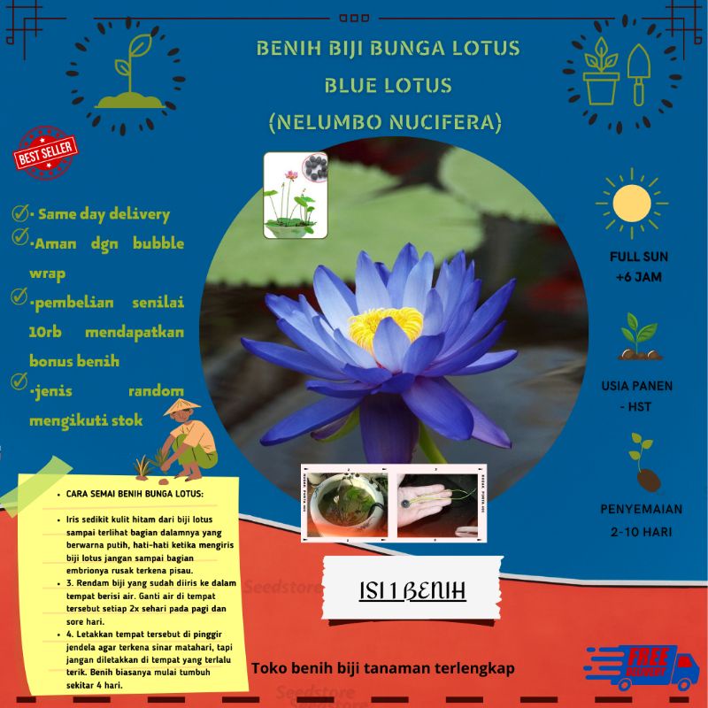 1 Lotus Blue Flower - Nelumbo Nucifera