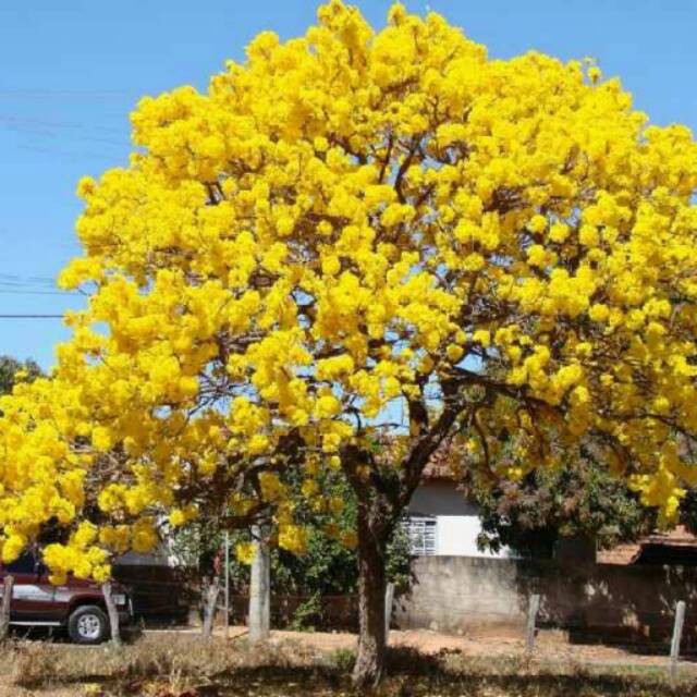 BIBIT BUNGA TABEBUYA KUNING (BELI 5 GRATIS 1)