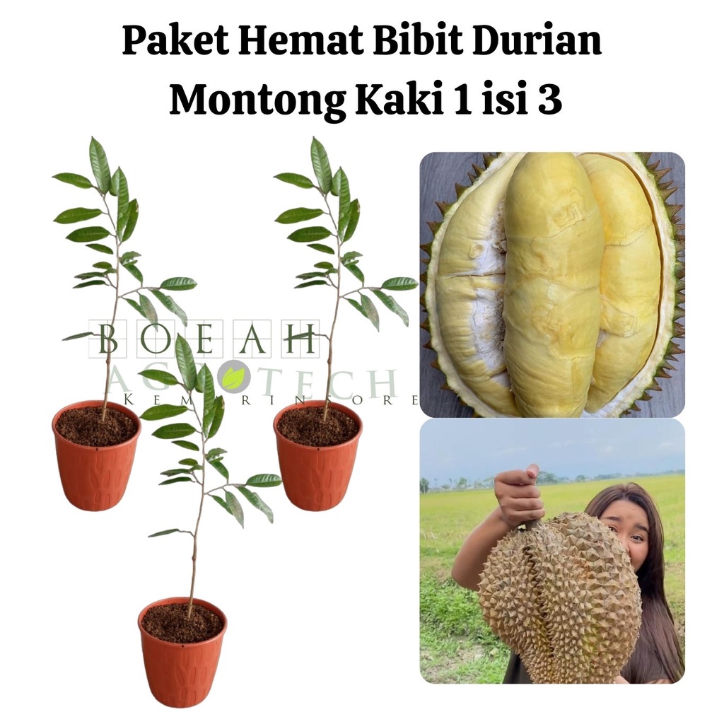 Paket Hemat Bibit Durian Montong Kaki 1 Isi 3 Bonus Bibit Strawberry+Polibag