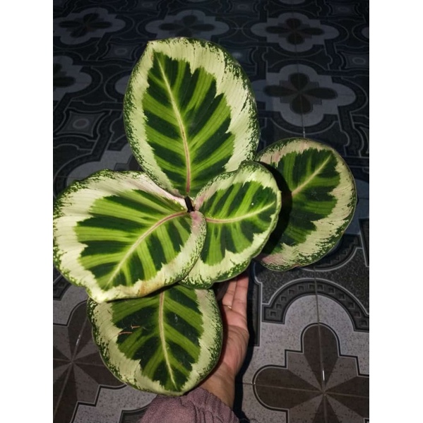 calathea angela
