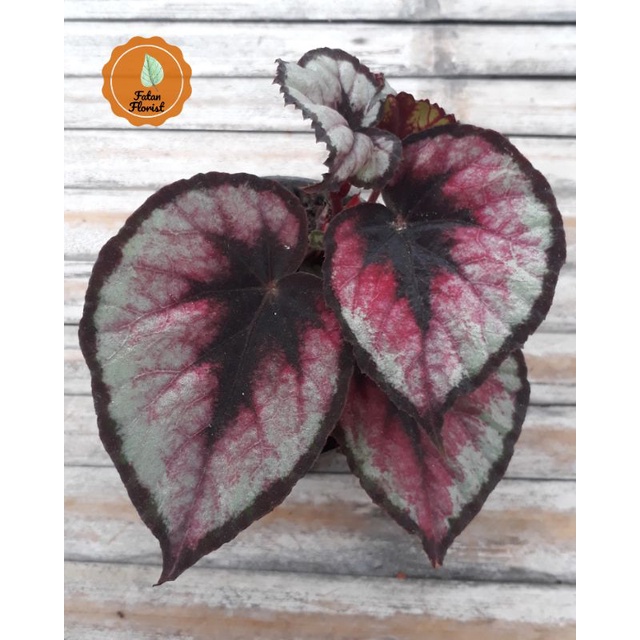 Rex Begonia / Red Pita / Begonia Mawar Murah