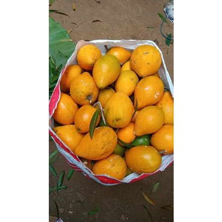 Buah Alkesah/sawo mentega 500 grm