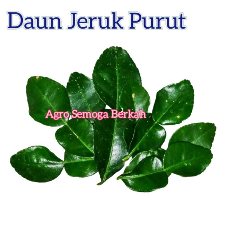 

Daun Jeruk Purut Fresh