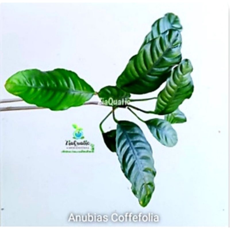 tanaman aquascape anubias coffefolia