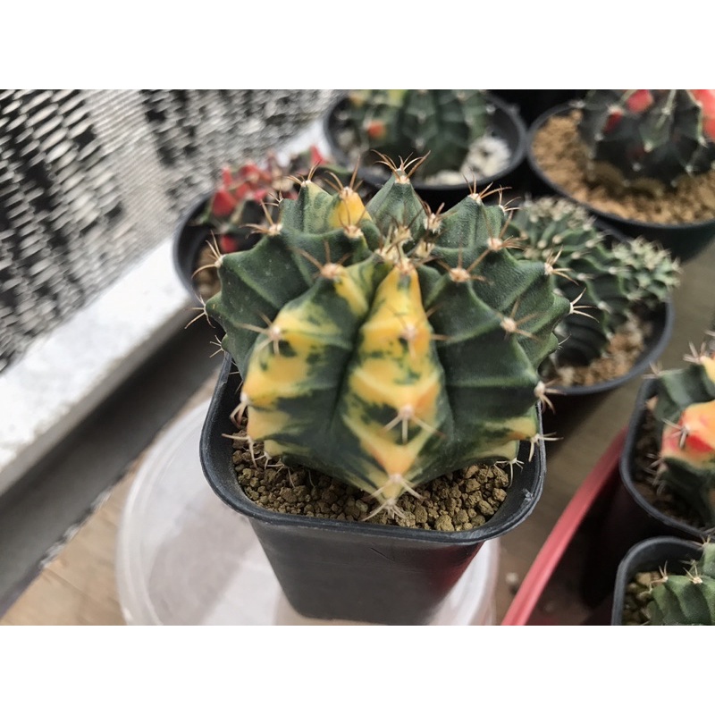 Gymno miha hybrid varigata thailand / miha orange oren ownroot bibit kaktus murah cantik