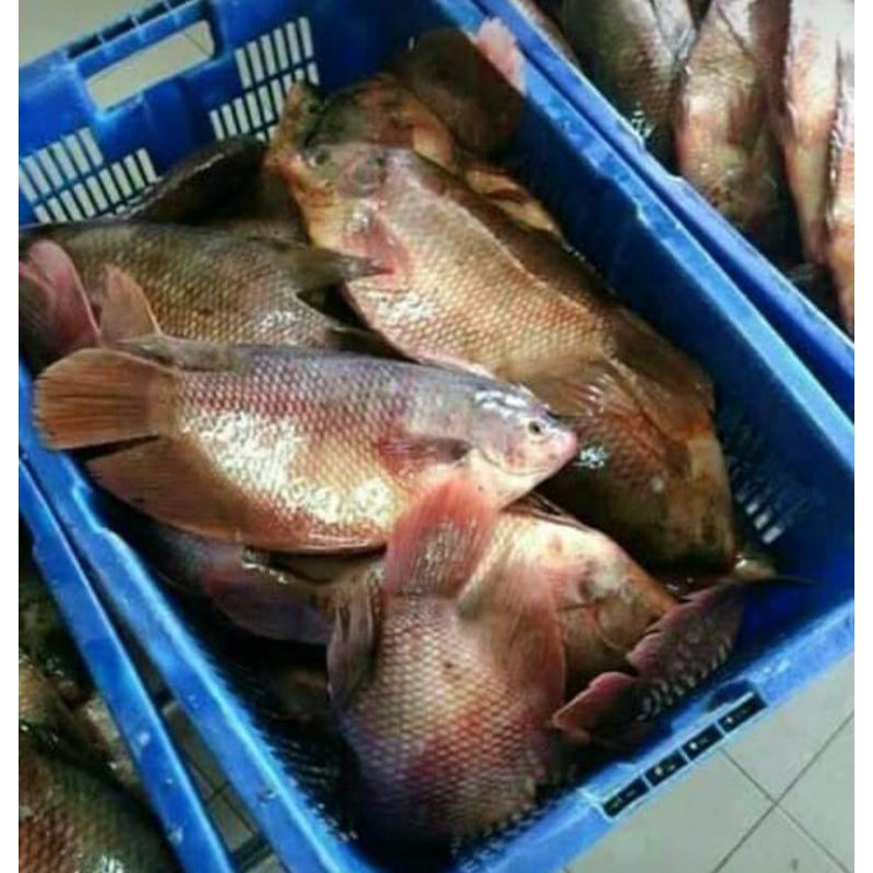 

ikan gurame/ ikan tawar 500grm