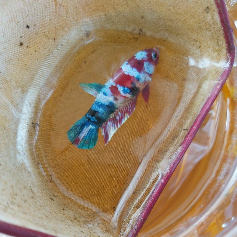 Female Cupang Betina Koi Galaxy Multicolor GRADE