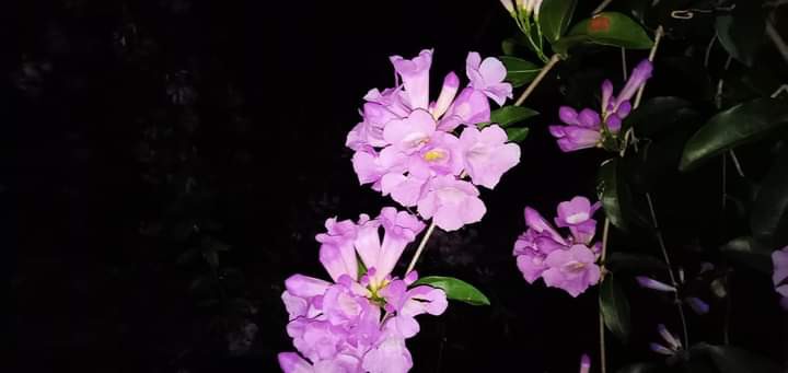 Pink Cloud Lokal